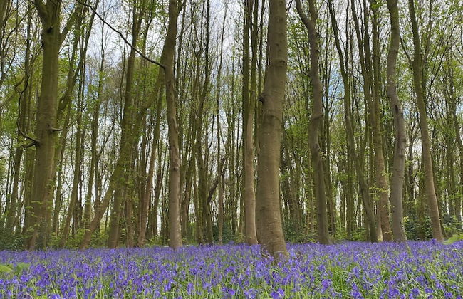 Le Domaine Saint Ange - Photo 31