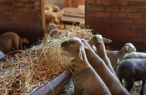 Mas El Brugué - Foto 16