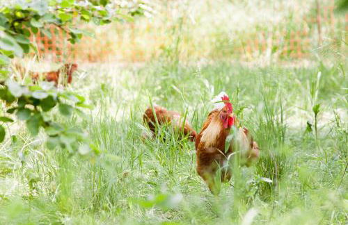 Ferienwohnung Bergschäferei - Foto 15