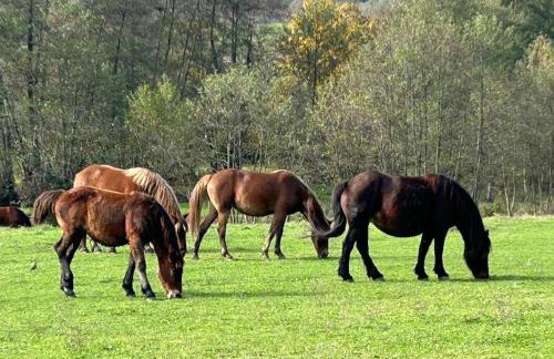 Seosko Imanje Na Obali Rijeke - Foto 51