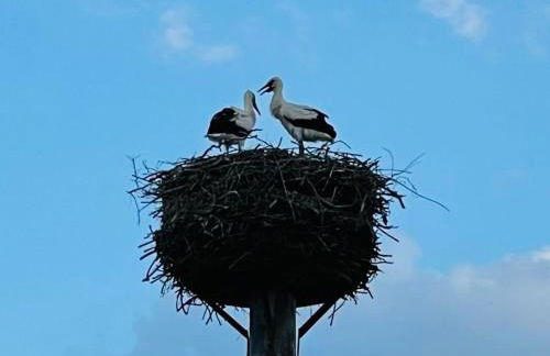 Holiday Home in Linum mit Garten- Terrasse und Grill by Interhome - Photo 17