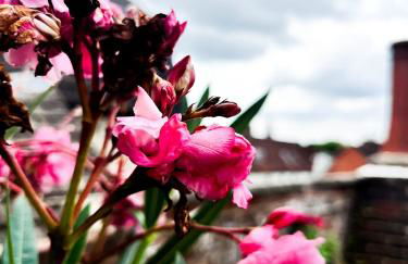 The Mews Pet Friendly and Parking - Foto 23