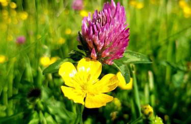 Hagg Hill Farm - Dog & Horse Friendly Near Newcastle - Foto 14