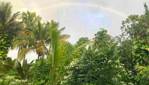 Seaside House and Aloha Bungalow - Foto 4, Garden view