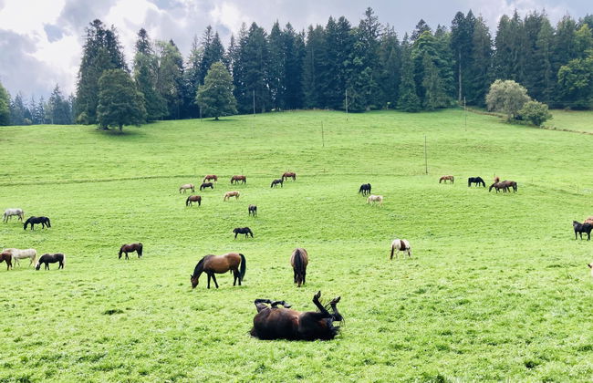 Maison de vacances - LM - Foto 20