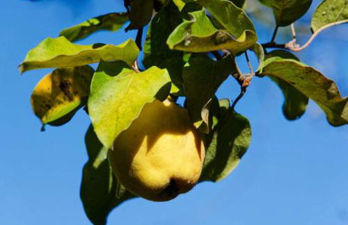 Refúgios do Rio Dão - Foto 58