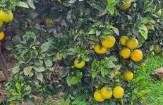 Isora - La Retrinca - Foto 13