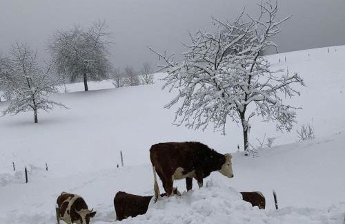 Biobetrieb Lippenhof - Foto 29