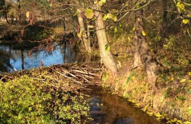 Koci Grzbiet Agroturystyka - Foto 16