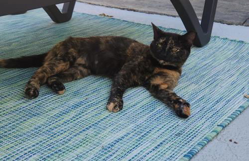 Mountain View Bungalow Near Breweries, Trails, Pool and Waterfalls - Foto 31