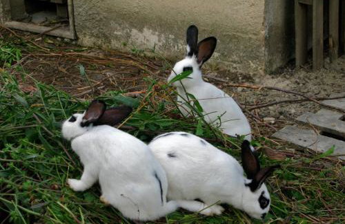 Aroggia Farm - Foto 20