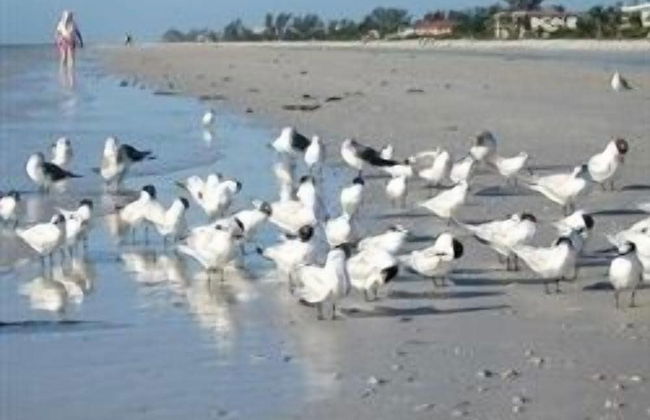 Sandalfoot Beachfront Condominium - Foto 21