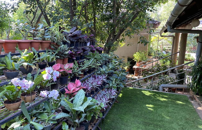 Peace Lily Cottage - Photo 28