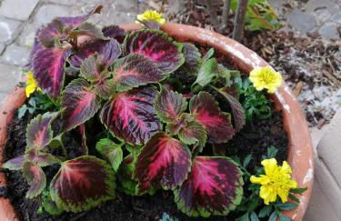 Urlaub mit Charme in der kleinsten Stadt der Pfalz. - Foto 52