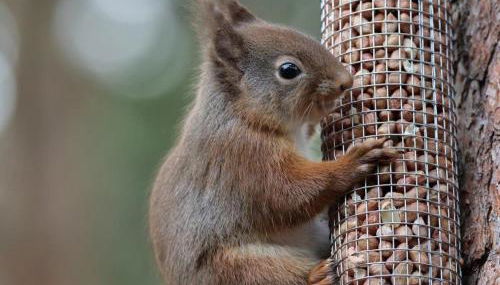 Lodges at the Mains - Foto 5