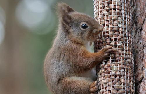Lodges at the Mains - Photo 5