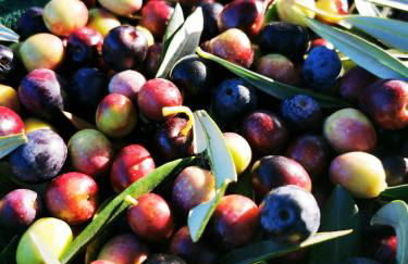 San Processo Agriturismo - Foto 57