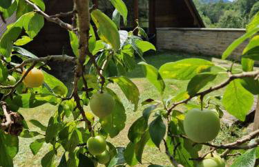 Garden Apartament Kurnik - Foto 27