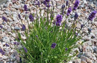 Dolina Sosny - Foto 18