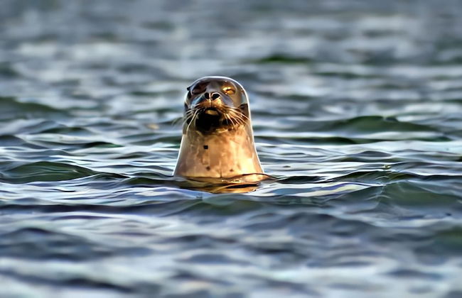 Strandstugan, Solviken - Photo 14