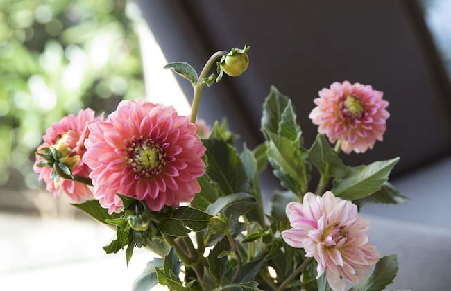 Ferienhaus Dornstetten - Foto 8