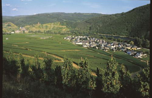 Ferienweingut Pies Ellenz-Poltersdorf - Foto 18