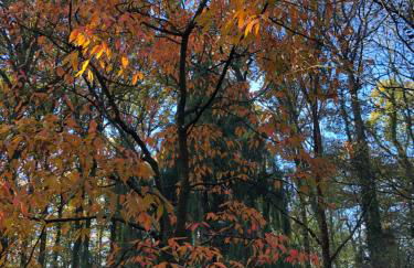 Myrtleberry Studio BnB - Foto 41