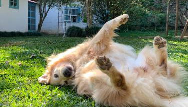 Sítio Espatódea - Photo 2