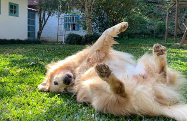 Sítio Espatódea - Foto 2