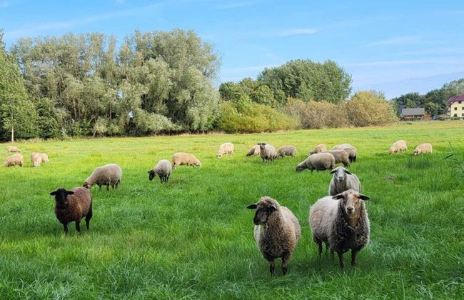 Modernes Ferienhaus mit Sauna in Wiek am Meer - Foto 33