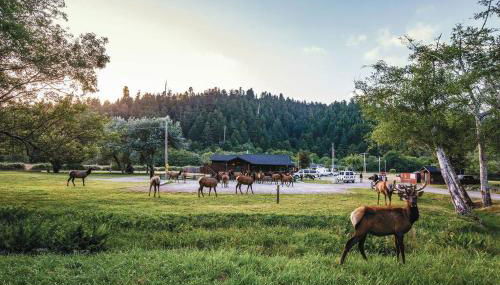 Elk Meadow Cabins 19B Johnny Redwood - Single Room - Foto 2
