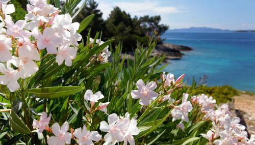 Apartmani Doro - Foto 5