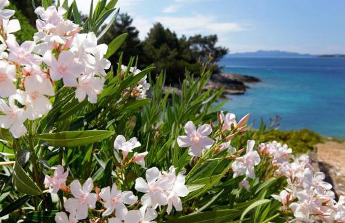 Apartmani Doro - Foto 5