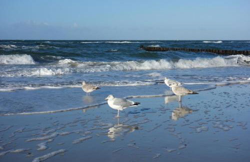 Amare Dierhagen - Foto 8