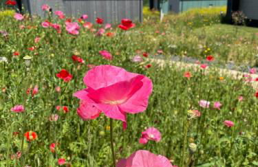 Bio-Seehotel Chalets - Photo 7