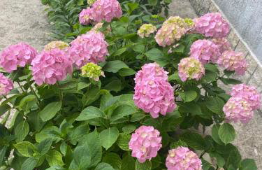 Apartman Mira - Photo 39