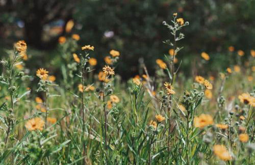Secluded rustic 3-bedroom cabin on private land - Photo 32