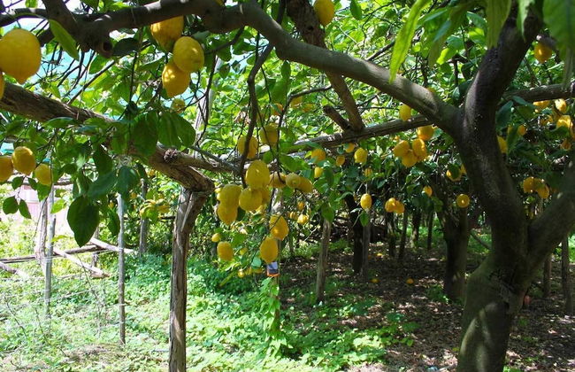 Edenholiday Casa Vacanze - Foto 17