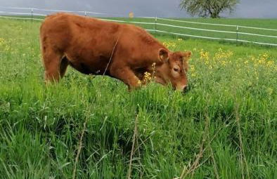Laufenten Loft - Gutshof Dobschütz Bauernhof - Foto 21