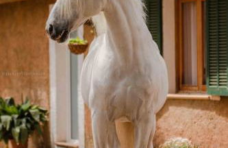 Finca Agroturismo Son Menut - Foto 72