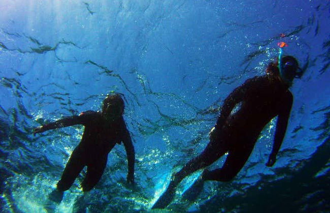 Tenerife Snorkelling & Sea Turtle Watching - Photo 4