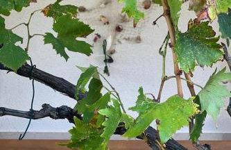 Apartments with parking space Vlasici - Pag - 4139 - Foto 12