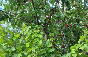 Quinta da Peça Douro Wine Region Retreat, Private Pool Villa - Foto 62