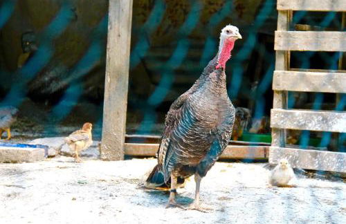 Agriturismo Biologico Villa Rosa - Photo 21