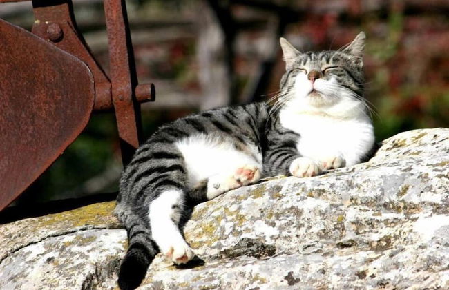 Az Agrituristica Bio Le Macchie Alte - Foto 28