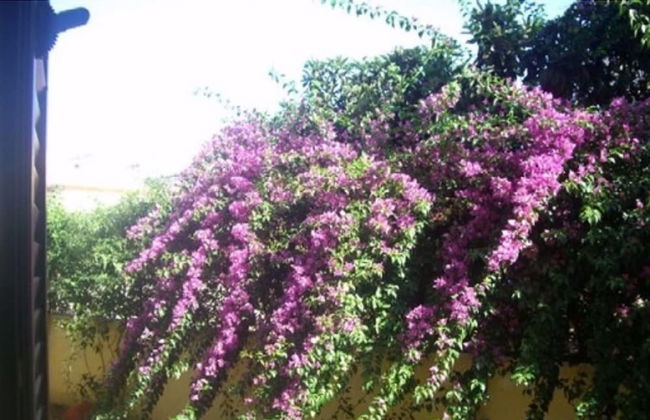 Dimora Del Sole Salento - Photo 8