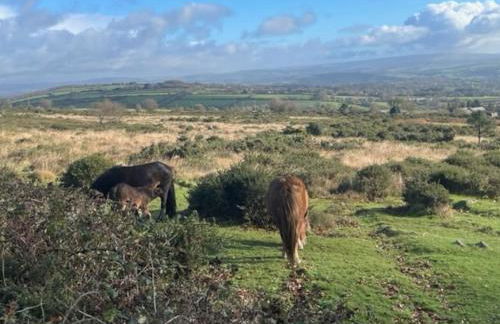 Frankie's Holiday Lodge - Foto 7