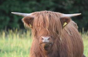 Roe Valley Cottage - LA Spa Hot Tub - Foto 8