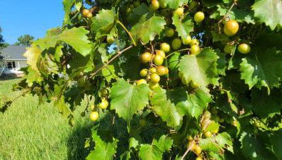Meadow Farm in Holly Springs, NC - Foto 4, Garden, Garden view