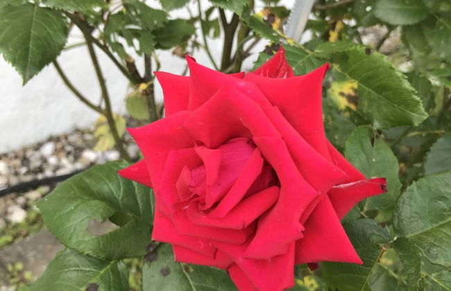 Namhae German Village Frankfurt Story - Foto 49